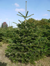 Lade das Bild in den Galerie-Viewer, Weihnachtsbaum Klaus in der Tannenbaumschonung. Klaus wird frisch zum Wunschliefertermin gefällt. Weihnachtsbaum kaufen und liefern lassen von Gustaafs.
