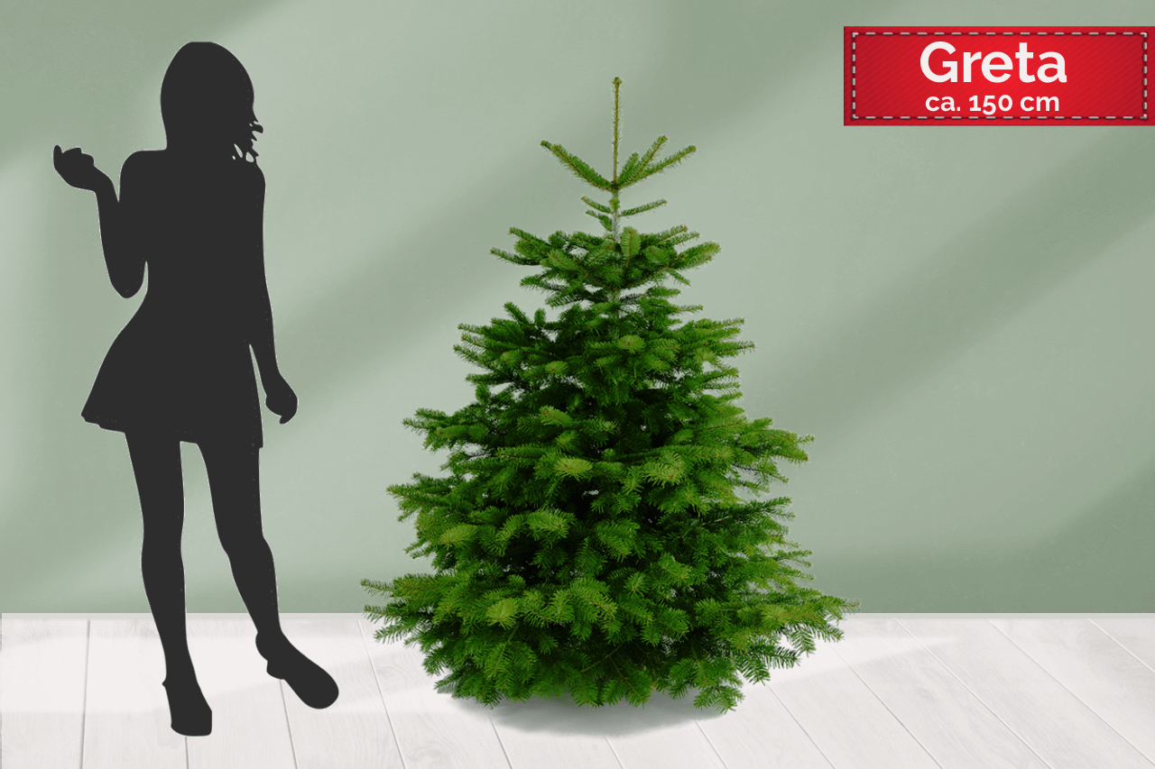 Gustaafs Premium Weihnachtsbaum online kaufen  Getaggt "Nordmanntanne 125- 150 cm" GUSTAAFS Weihnachtsbaum
