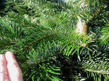 Lade das Bild in den Galerie-Viewer, Nordmanntanne Alexander Magnum kaufen – Premium Weihnachtsbaum online bestellen
