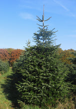 Lade das Bild in den Galerie-Viewer, Weihnachtsbaum Alexander Magnum ca. 290 cm – kräftige Premium Nordmanntanne
